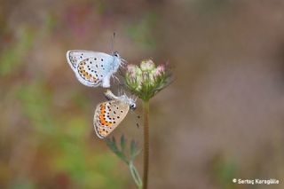 Gm Lekeli Esmergz (Plebejus argus)