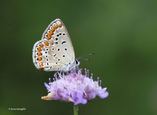 okgzl Mavi (Polyommatus icarus)