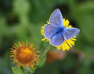 okgzl Mavi (Polyommatus icarus)