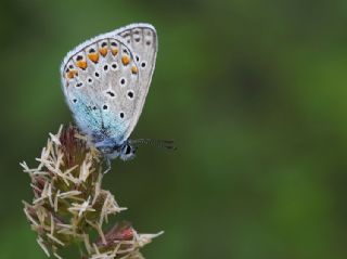 okgzl Mavi (Polyommatus icarus)
