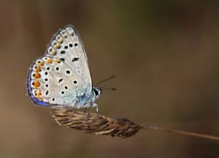 okgzl Mavi (Polyommatus icarus)