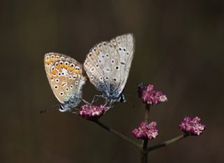 okgzl Mavi (Polyommatus icarus)