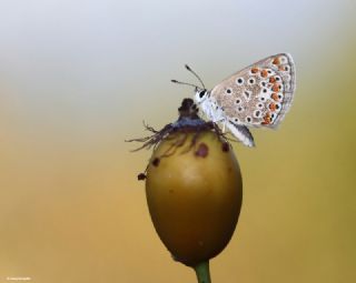 okgzl Mavi (Polyommatus icarus)
