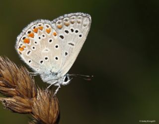okgzl Mavi (Polyommatus icarus)