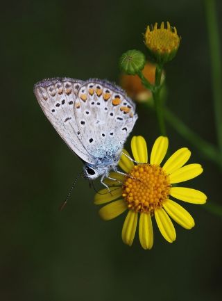 okgzl Mavi (Polyommatus icarus)