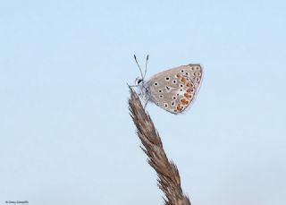 okgzl Mavi (Polyommatus icarus)