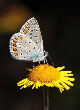 okgzl Mavi (Polyommatus icarus)