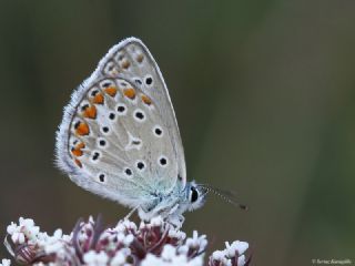 okgzl Mavi (Polyommatus icarus)