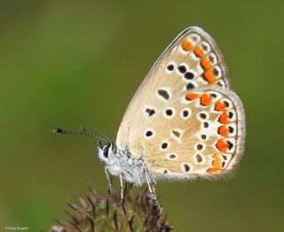 okgzl Mavi (Polyommatus icarus)