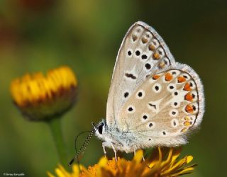 okgzl Mavi (Polyommatus icarus)