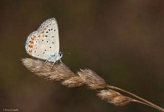 okgzl Mavi (Polyommatus icarus)