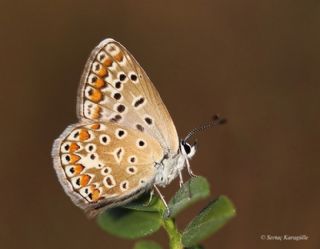 okgzl Mavi (Polyommatus icarus)