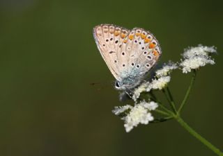 okgzl Mavi (Polyommatus icarus)