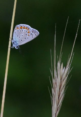 okgzl Mavi (Polyommatus icarus)