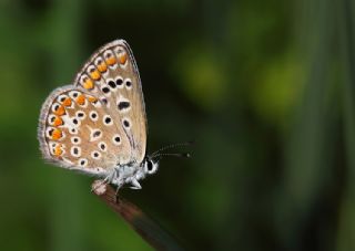 okgzl Mavi (Polyommatus icarus)