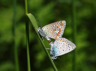 okgzl Mavi (Polyommatus icarus)