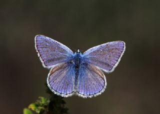 okgzl Mavi (Polyommatus icarus)