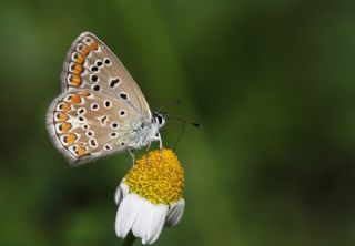 okgzl Mavi (Polyommatus icarus)