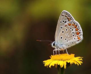 okgzl Mavi (Polyommatus icarus)