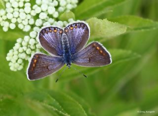 okgzl Mavi (Polyommatus icarus)