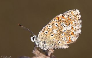 okgzl Gk Mavisi (Polyommatus bellargus)