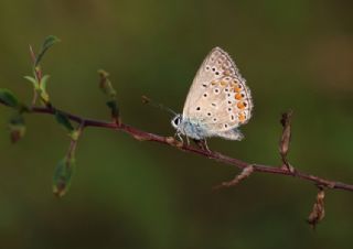 okgzl Mavi (Polyommatus icarus)