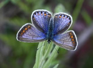 okgzl Mavi (Polyommatus icarus)