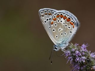 okgzl Mavi (Polyommatus icarus)