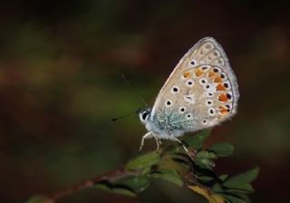 okgzl Mavi (Polyommatus icarus)