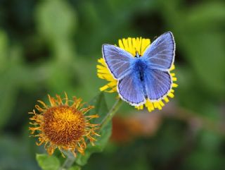 okgzl Mavi (Polyommatus icarus)