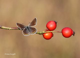 okgzl Gk Mavisi (Polyommatus bellargus)