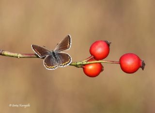 okgzl Gk Mavisi (Polyommatus bellargus)