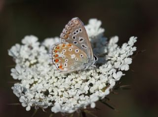 okgzl Gk Mavisi (Polyommatus bellargus)