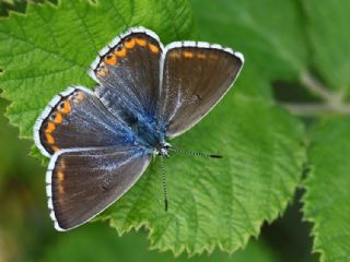 okgzl Gk Mavisi (Polyommatus bellargus)