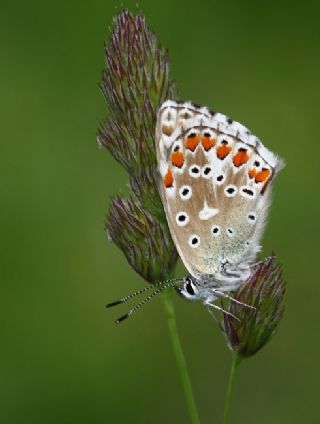 okgzl Gk Mavisi (Polyommatus bellargus)