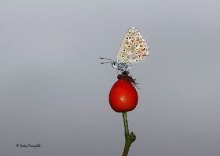 okgzl Gk Mavisi (Polyommatus bellargus)