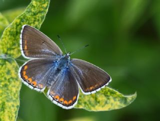 okgzl Gk Mavisi (Polyommatus bellargus)