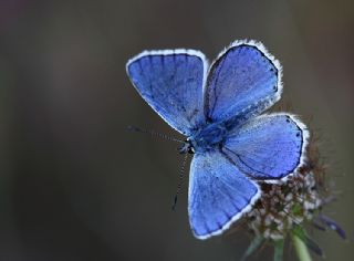 okgzl Gk Mavisi (Polyommatus bellargus)