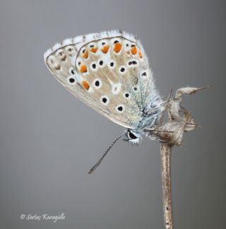 okgzl Gk Mavisi (Polyommatus bellargus)