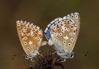 okgzl Gk Mavisi (Polyommatus bellargus)