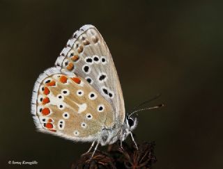 okgzl Gk Mavisi (Polyommatus bellargus)