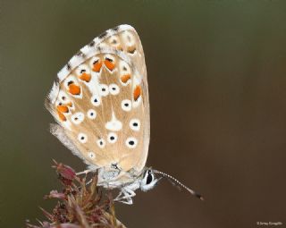 okgzl Gk Mavisi (Polyommatus bellargus)