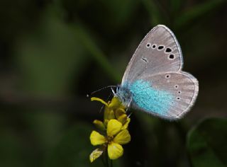 Karagz Mavisi (Glaucopsyche alexis)