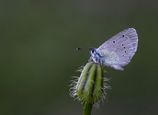 Karagz Mavisi (Glaucopsyche alexis)