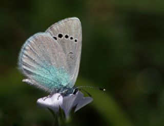 Karagz Mavisi (Glaucopsyche alexis)