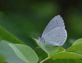 Kutsal Mavi (Celastrina argiolus)