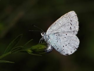 Kutsal Mavi (Celastrina argiolus)