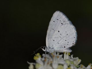 Kutsal Mavi (Celastrina argiolus)