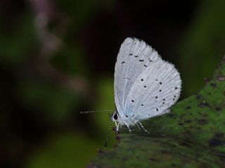 Kutsal Mavi (Celastrina argiolus)