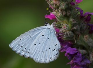 Kutsal Mavi (Celastrina argiolus)